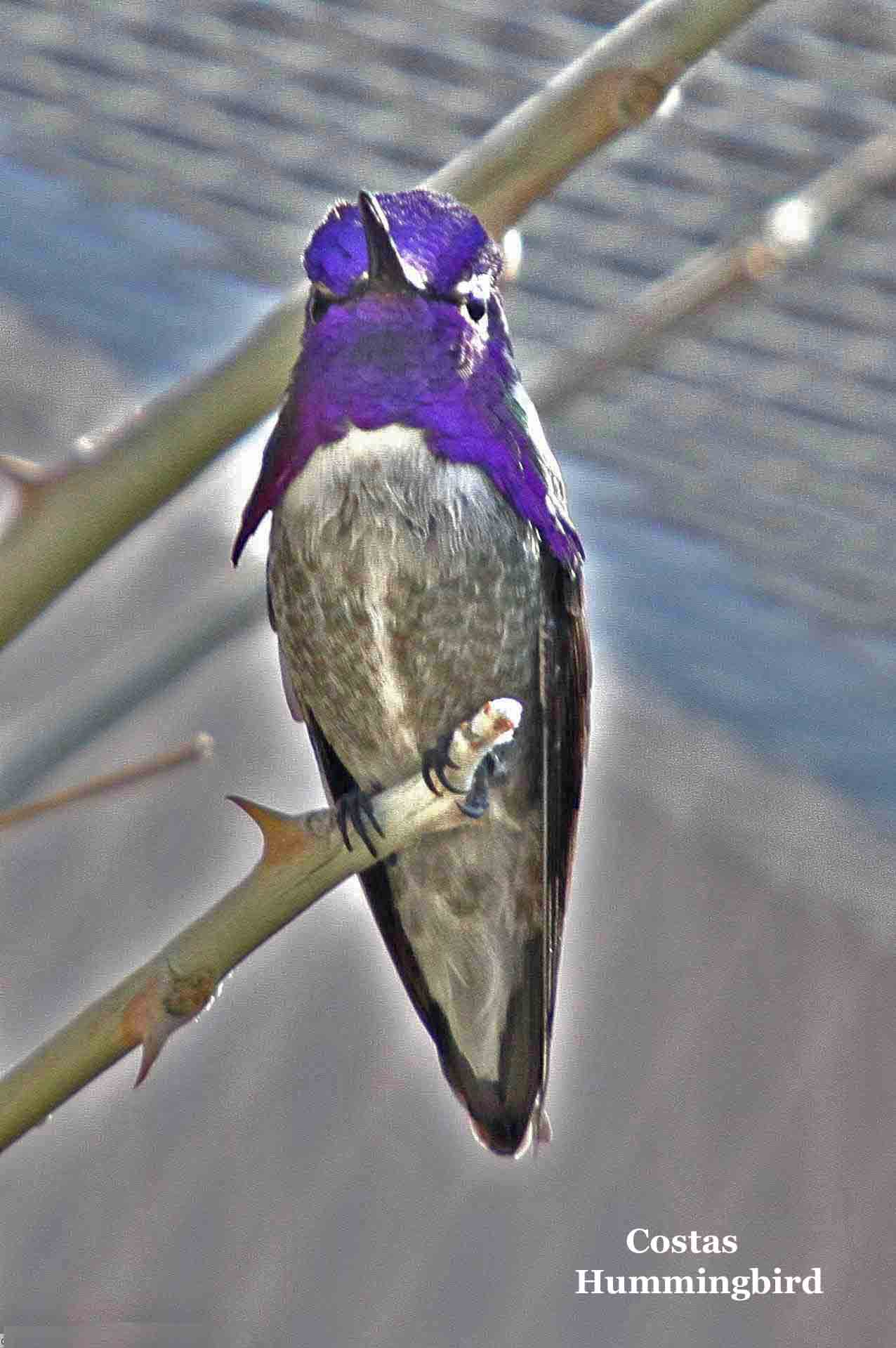 Costas Hummingbird male 6920.jpg